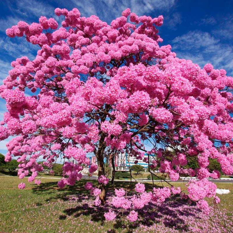 Árvore ipê rosa