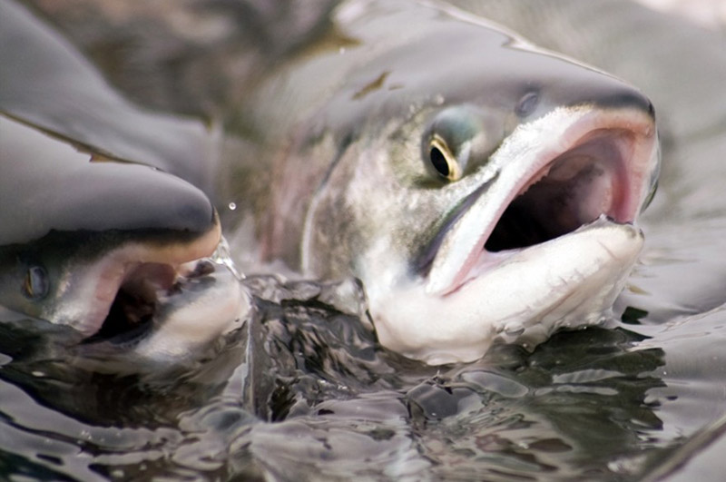 crueldade com os peixes